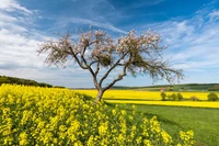 rapeseed, cloud, flower, plant, ecoregion