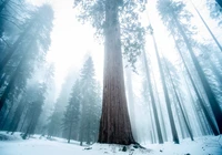 Majestätische Mammutbäume im verschneiten Winternebel