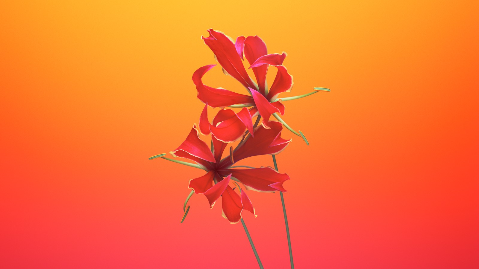 Il y a une fleur rouge dans un vase sur une table (flame lily, floral, fond dégradé, macos mojave, ios 11)