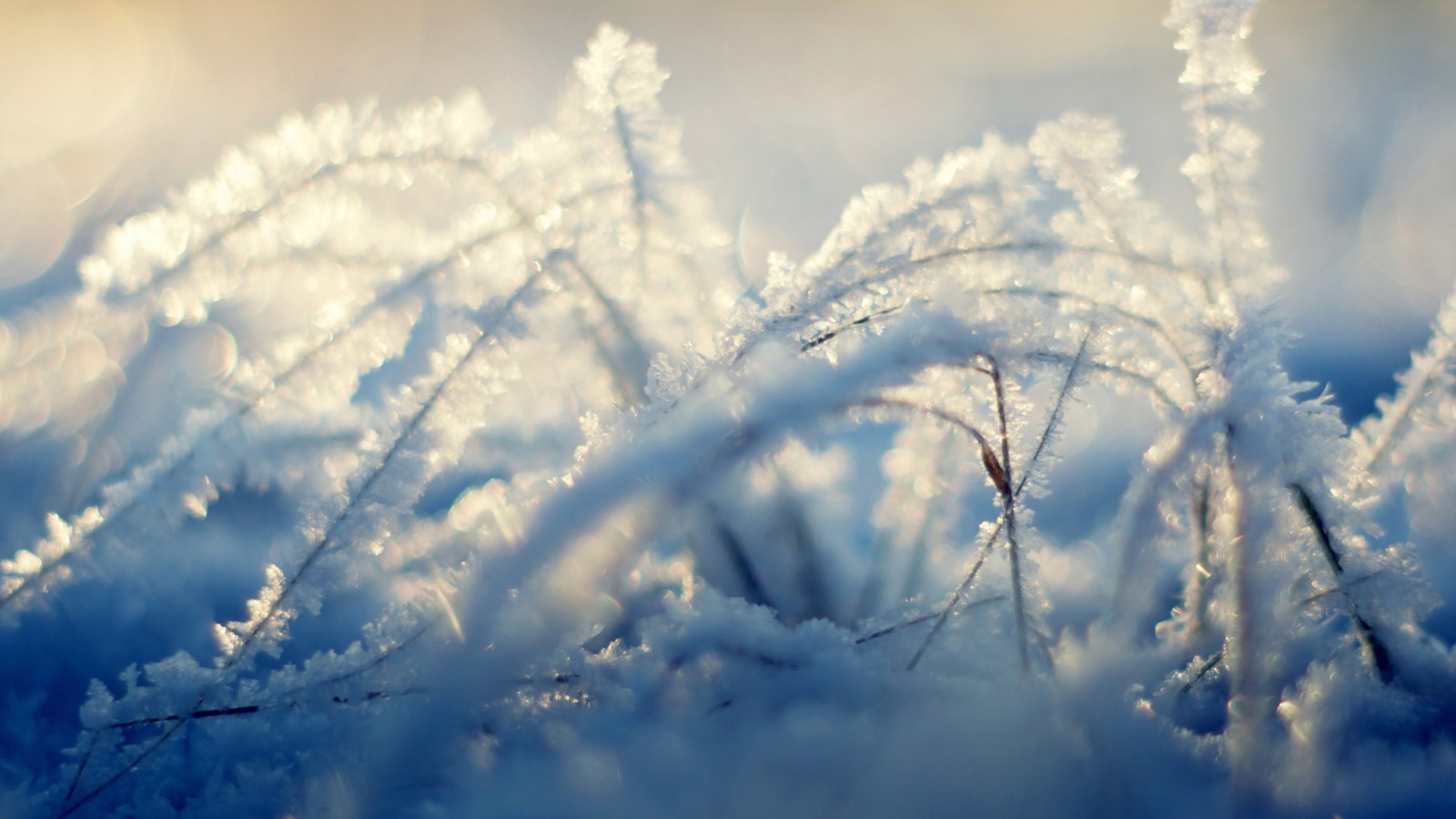 Gros plan d'un tas d'herbes couvertes de givre par une journée ensoleillée (nuage, journée, hiver, gel, atmosphère)