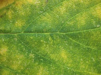 Detailed Close-Up of a Leaf Showing Plant Pathology and Moisture Variation