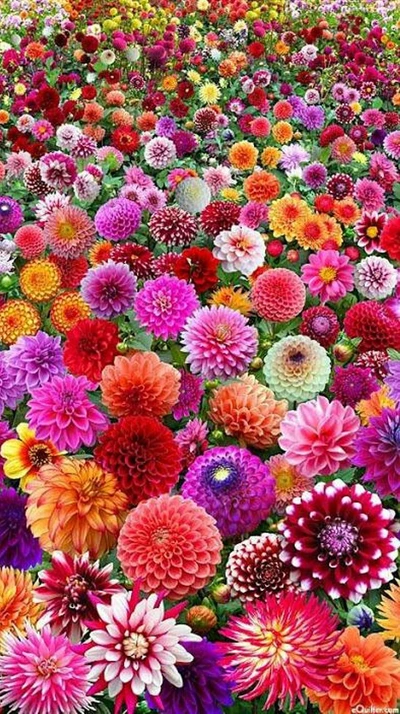 colorful, flowers, garden, nature