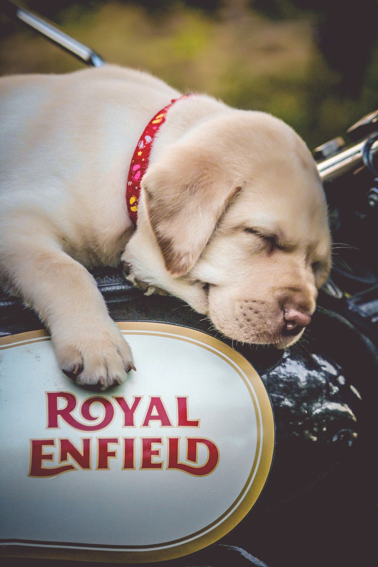 Puppy sleeping on a royal enfield motorcycle with his head resting on the handlebar (enfield, royal)