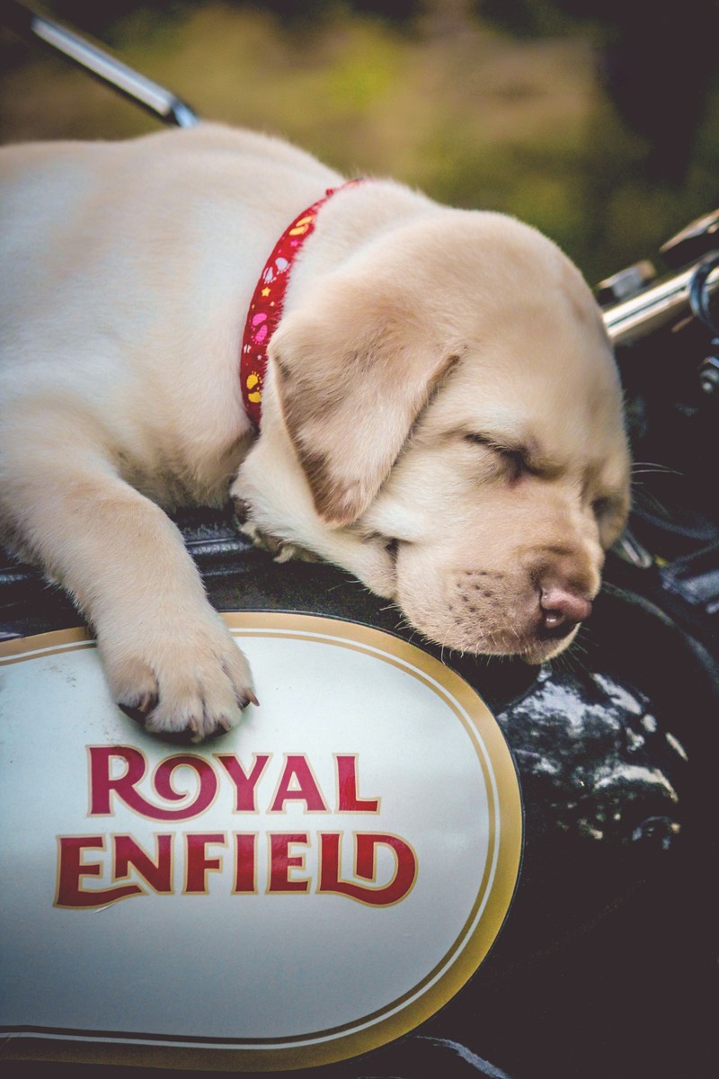 Щенок спит на мотоцикле royal enfield, положив голову на руль (энфилд, enfield, королевский)