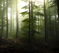 Forêt brumeuse avec des arbres majestueux