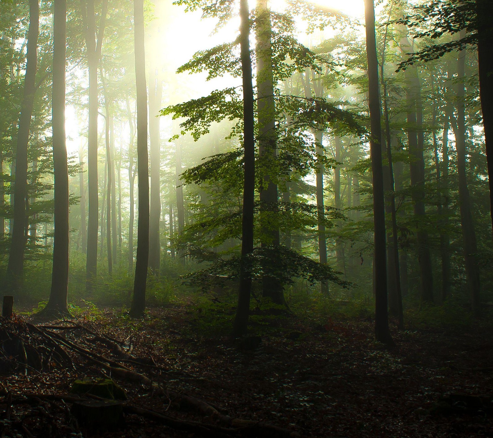 Téléchargez le fond d'écran forêt, arbre