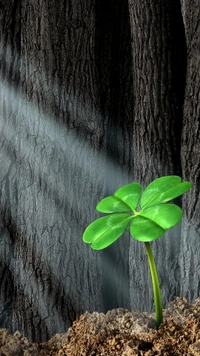 flower, forest, green, light, patrick