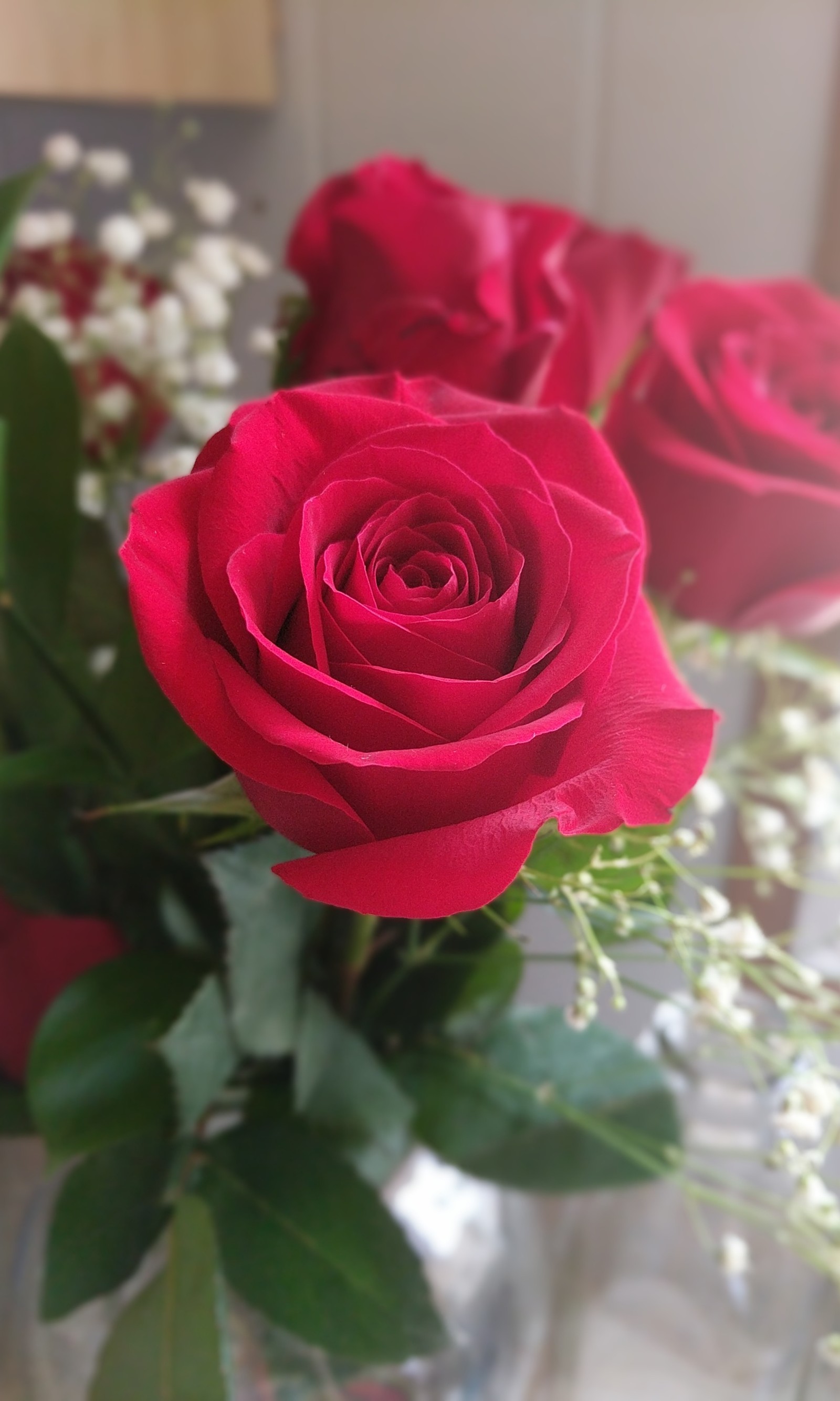 Il y a trois roses dans un vase sur une table (vert, amour, rouge, rose, valentin)