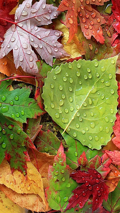 colorido, gotas, hojas, naturaleza, agua