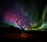 aurora, tree