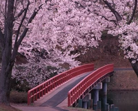 pont, nature, flueve, arbres