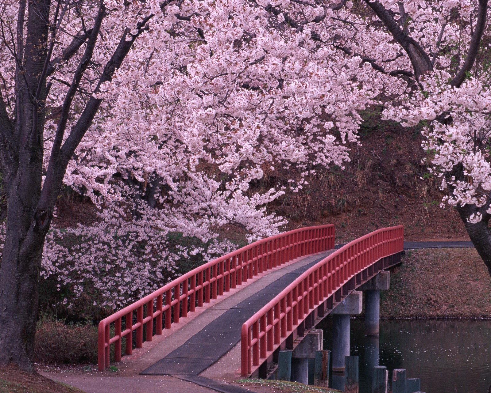 Imagem desfocada de uma ponte sobre um lago com uma grade vermelha e flores de cerejeira (ponte, natureza, flúmen, árvores)