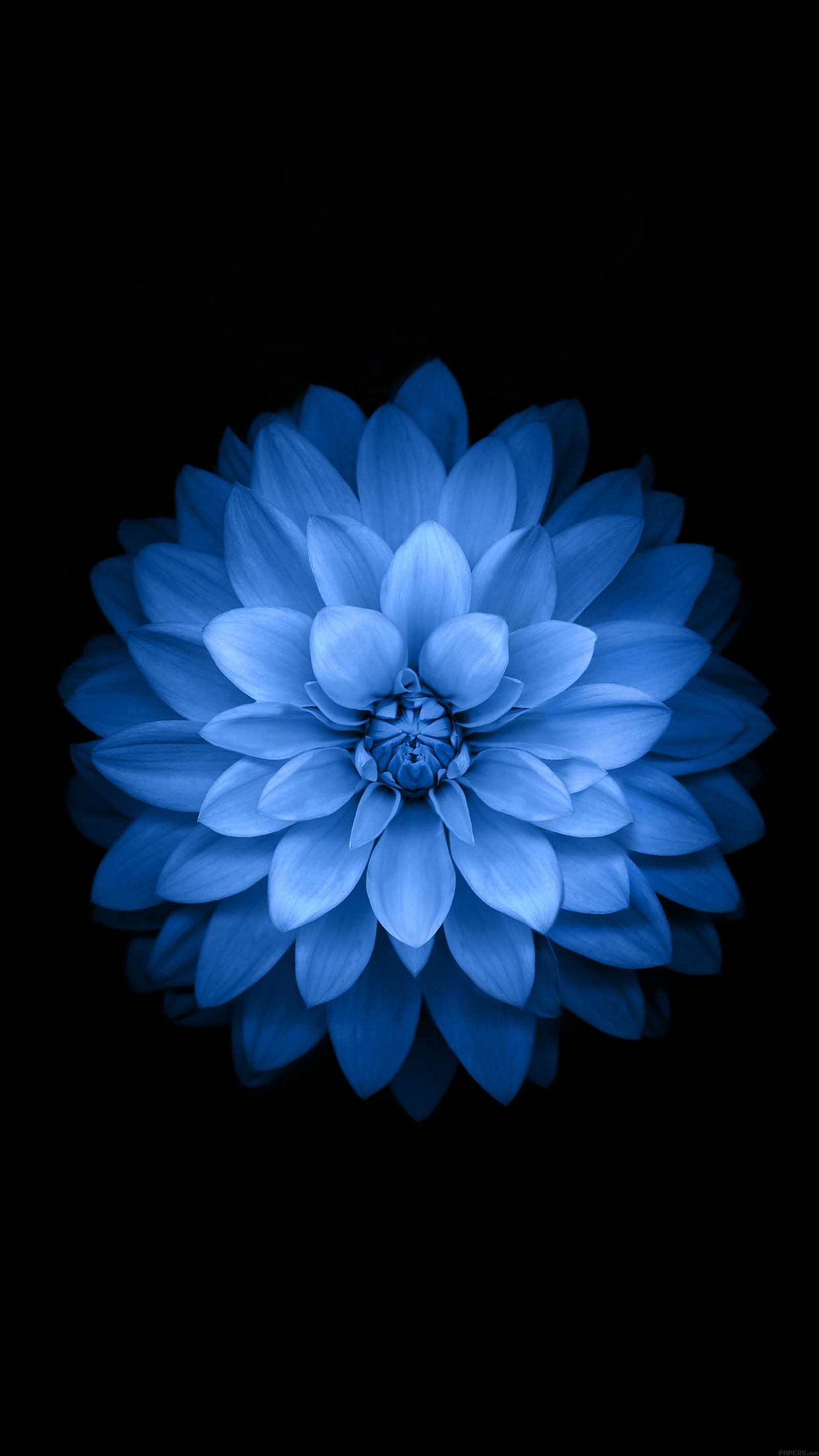 Eine nahaufnahme einer blauen blume auf schwarzem hintergrund (foba, hd)