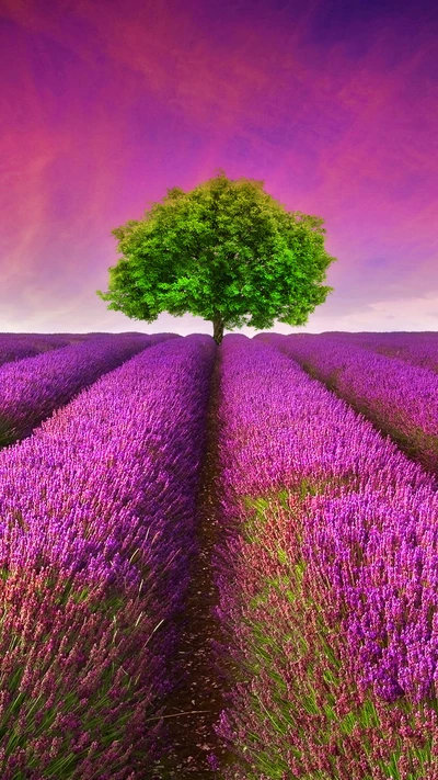 Campos de lavanda de Provenza bajo un cielo vibrante