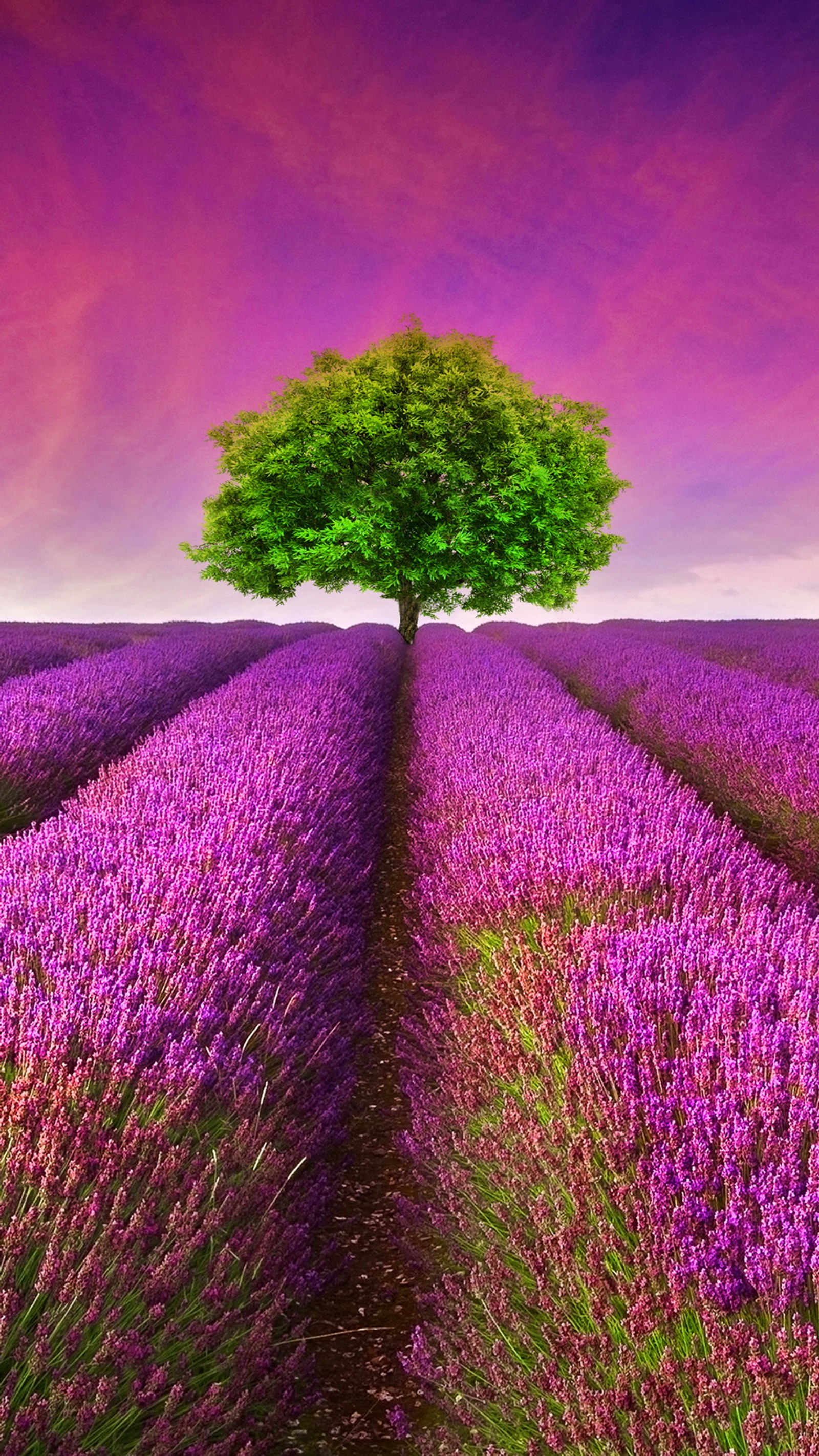 Lavendelfeld mit einem einsamen baum in der mitte (feld, blumen, frankreich, landschaft, lavendel)