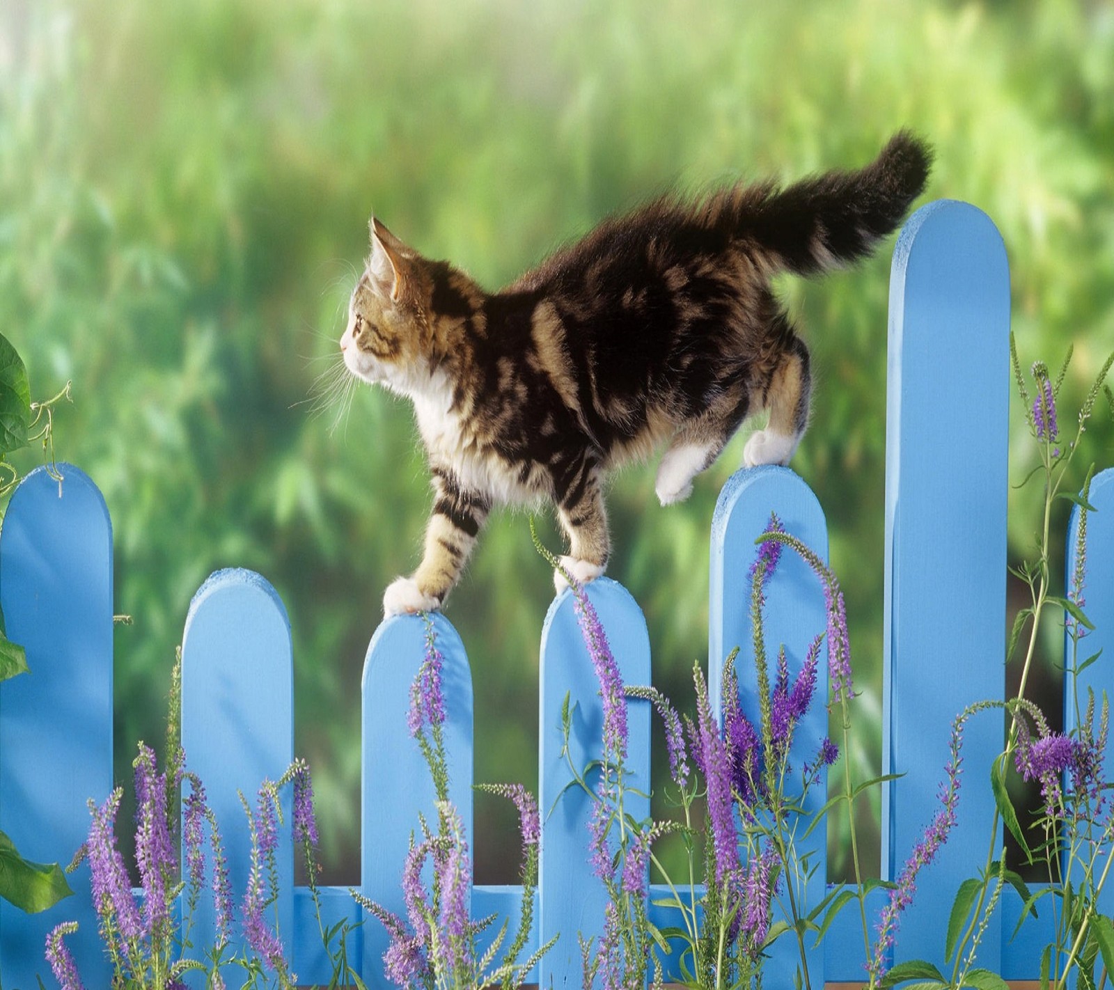 Il y a un chat qui marche sur une clôture dans l'herbe (chat, défilé de chats, animal mignon, chat mignon, chat drôle)