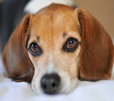 Beagle adorable avec des yeux expressifs