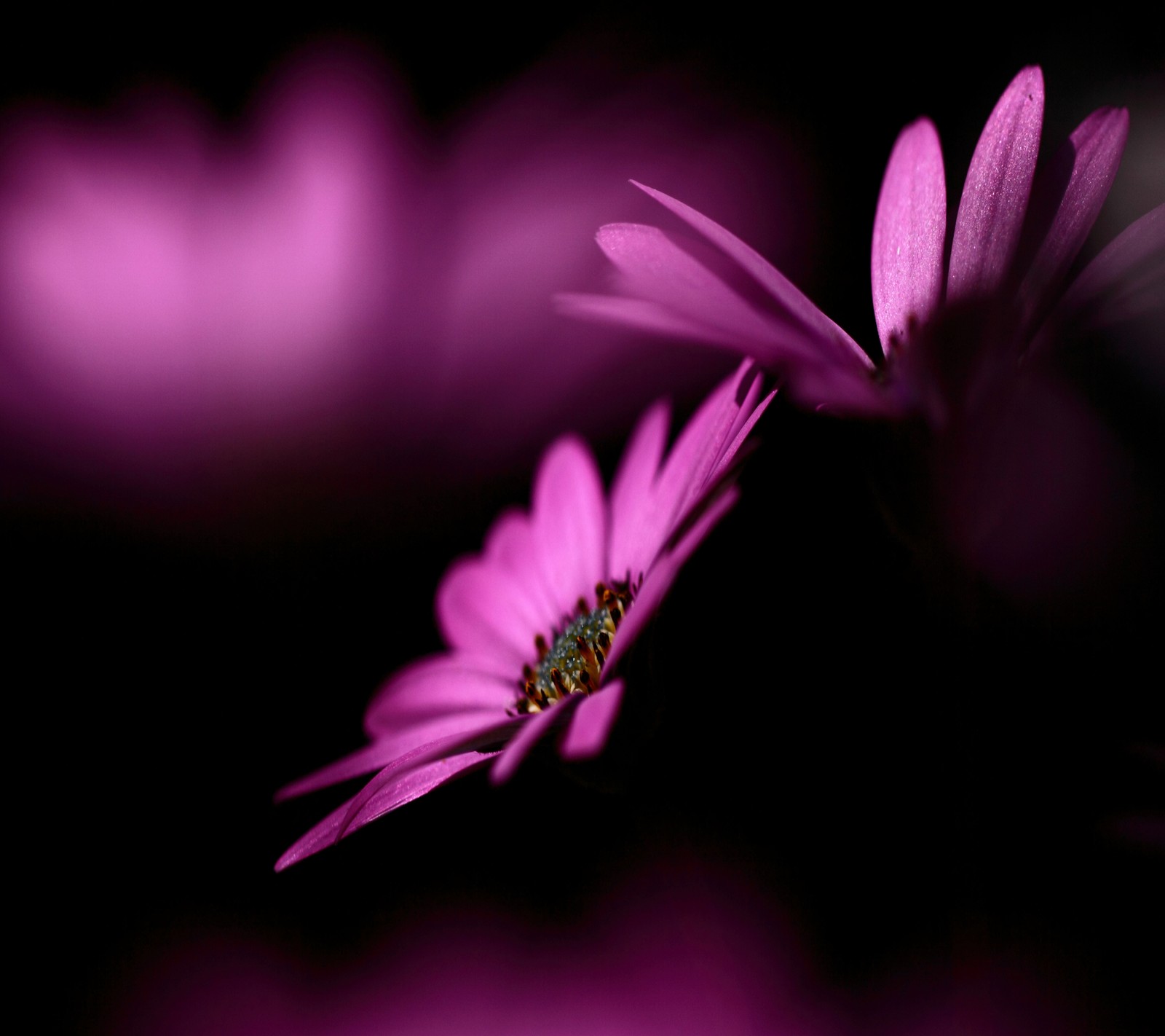 Des fleurs violettes avec un insecte vert dessus dans une pièce sombre (fleurs, rose)