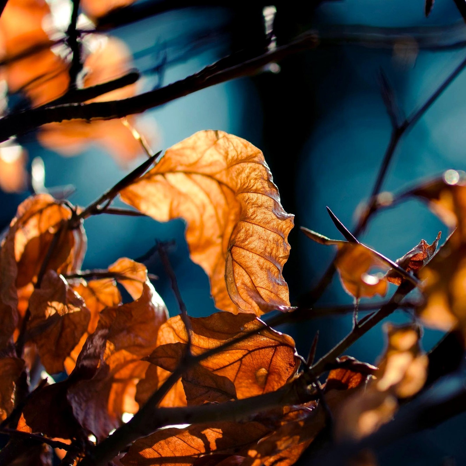 Leaves are hanging on a branch in the sunlight (qe, rh)