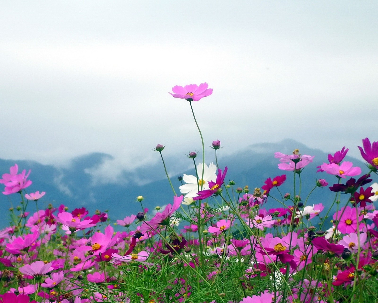 Lade wolken, kosmos, blumen, berg Hintergrund herunter