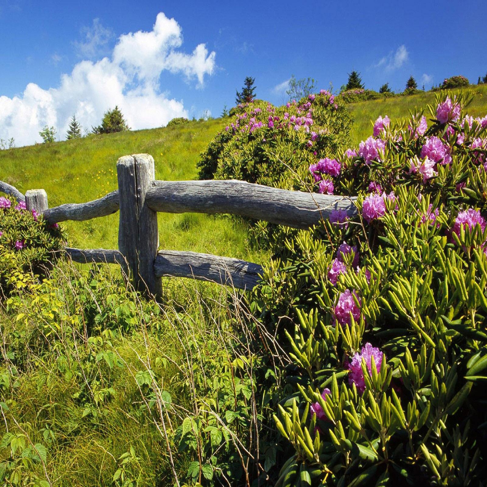 Il y a une clôture qui se trouve au milieu d'un champ de fleurs (fleurs, paysage)