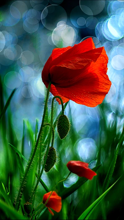 Lebendiger roter Tulpe gegen einen sanften blauen Bokeh-Hintergrund