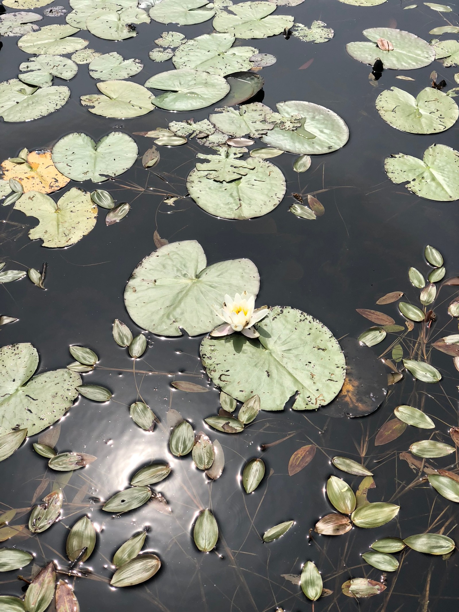 Кувшинки на поверхности пруда с птицей (вода, лист, биология, наука, растения)