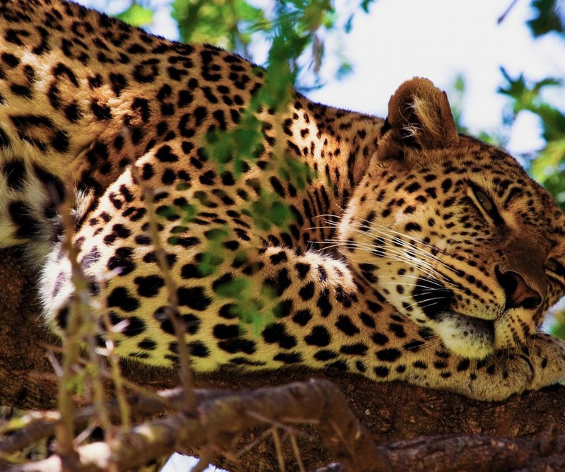 Леопард, отдыхający на ветке дерева с закрытыми глазами (african safari, животное, ягуар, лев)