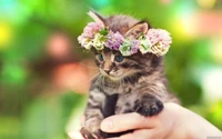 animals, cat, cats, cute, kitten wallpaper