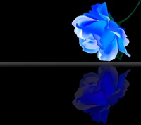 Elegant Blue Rose with Reflective Surface