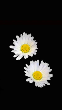 black, daisies, flower, white