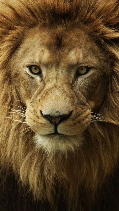 Majestic Lion with Intense Gaze in HD