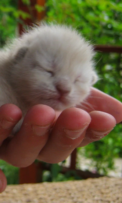 bébé, mignon