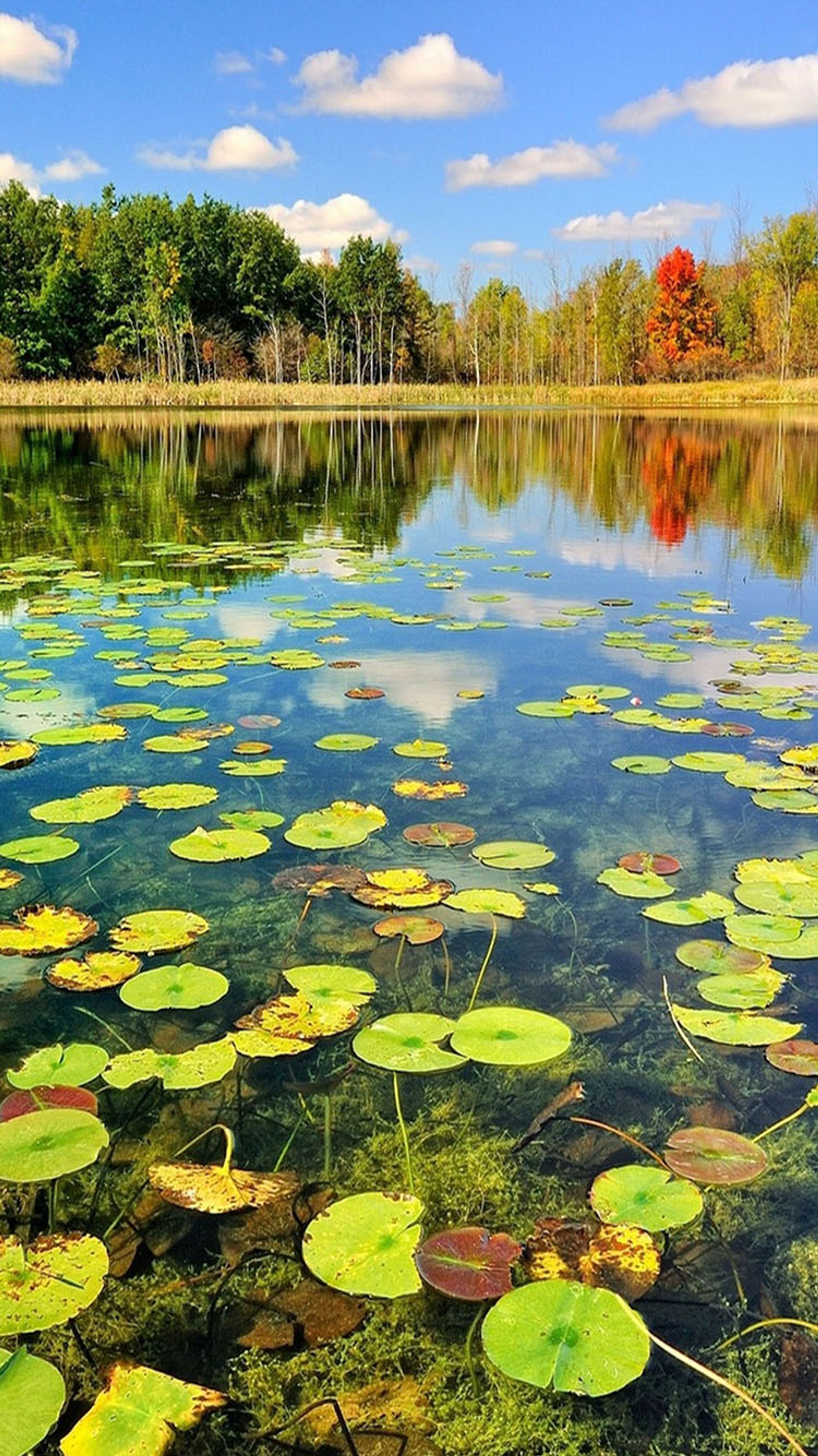 Nénuphars flottant dans un étang avec un ciel bleu et des arbres en arrière-plan (lac, lys, eau)