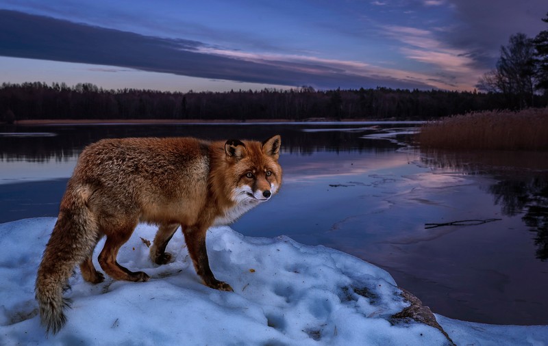 Лисичка стоит на снегу рядом с водоемом (рысь, лиса, canidae, дикая природа, собака)