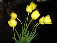 Tulipanes amarillos vibrantes en flor