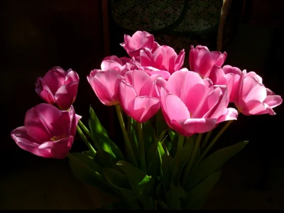 Vibrant Pink Tulips in Full Bloom