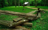 baum, naturschutzgebiet, wald, alter wald, cades cove