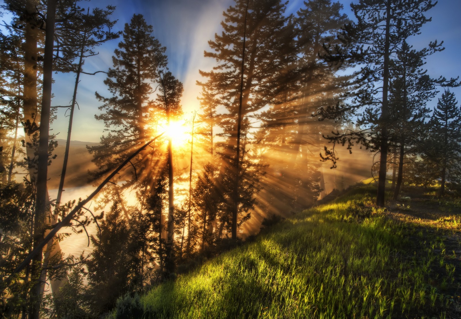 Lade natur, baum, sonnenlicht, morgen, pfad Hintergrund herunter