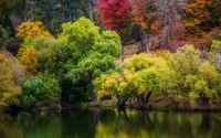 Reflexiones de otoño en un bosque ribereño: Una exhibición vibrante de árboles de hoja caduca y coníferas en la orilla del agua.