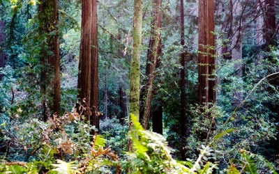 Forêt majestueuse de séquoias à Muir Woods, Californie