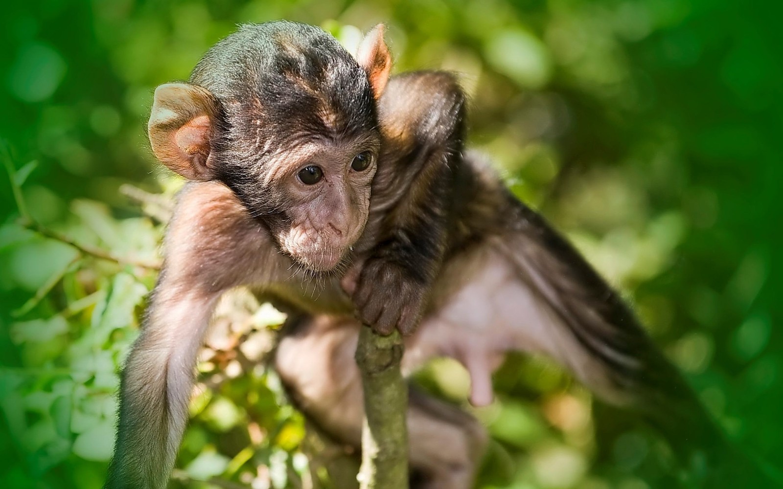 There is a monkey that is sitting on a tree branch (monkey, primate, chimpanzee, macaque, wildlife)