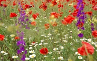 Lebendiese Wildblumenwiese im Frühling: Mohnblumen, Gänseblümchen und Garten-Kosmeen