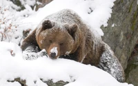 Urso Grizzly em meio a uma paisagem de taiga coberta de neve