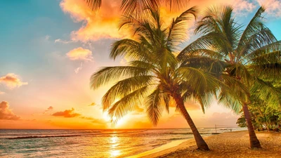 Coucher de soleil tropical sur une plage sereine avec des palmiers, illuminant le ciel des Caraïbes au-dessus des eaux calmes.