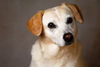 Adorable cachorro de Labrador Retriever con ojos expresivos