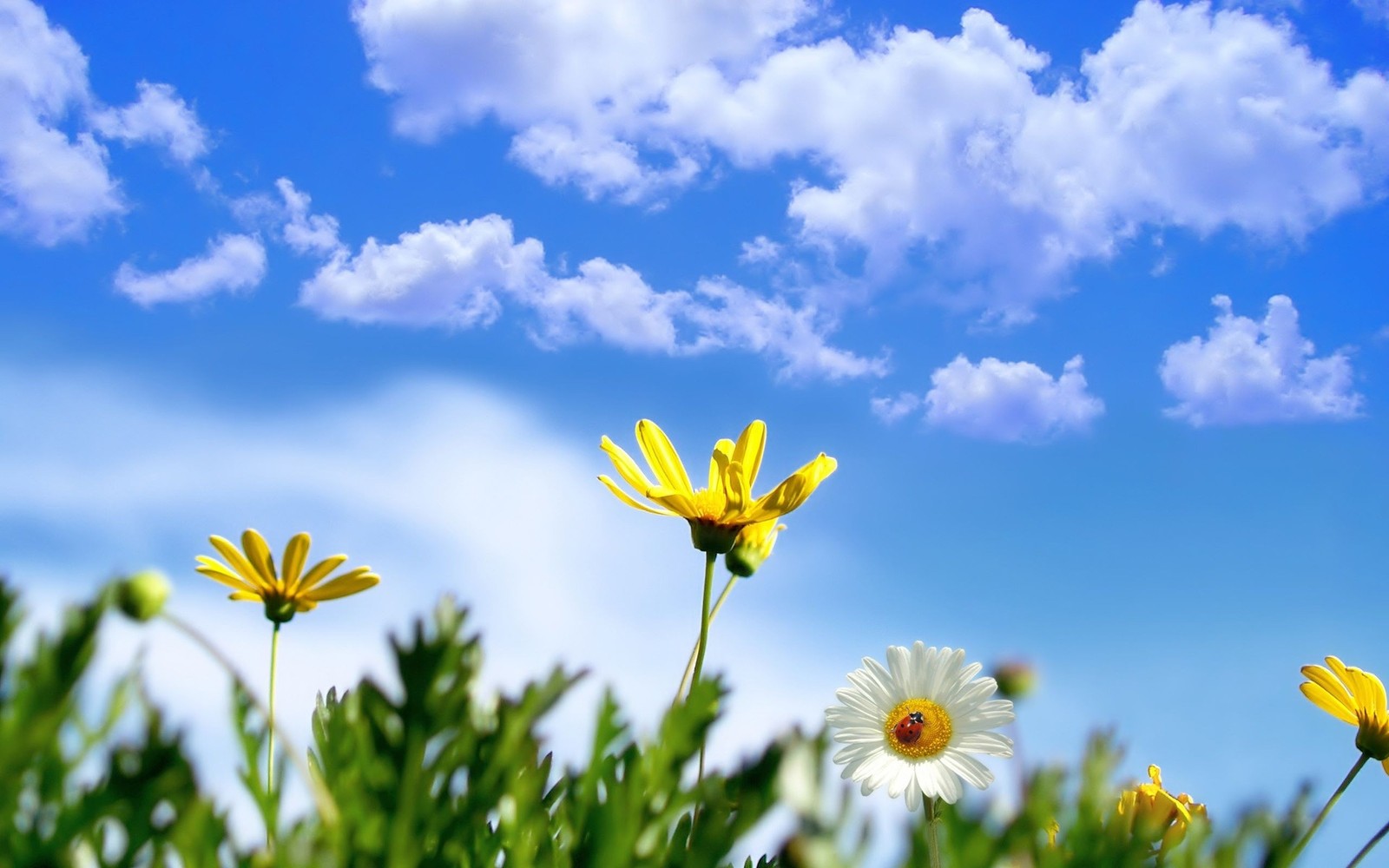 Flores amarillas y blancas en un campo con cielo azul (primavera, margarita, amarillo, nubes, cielo)