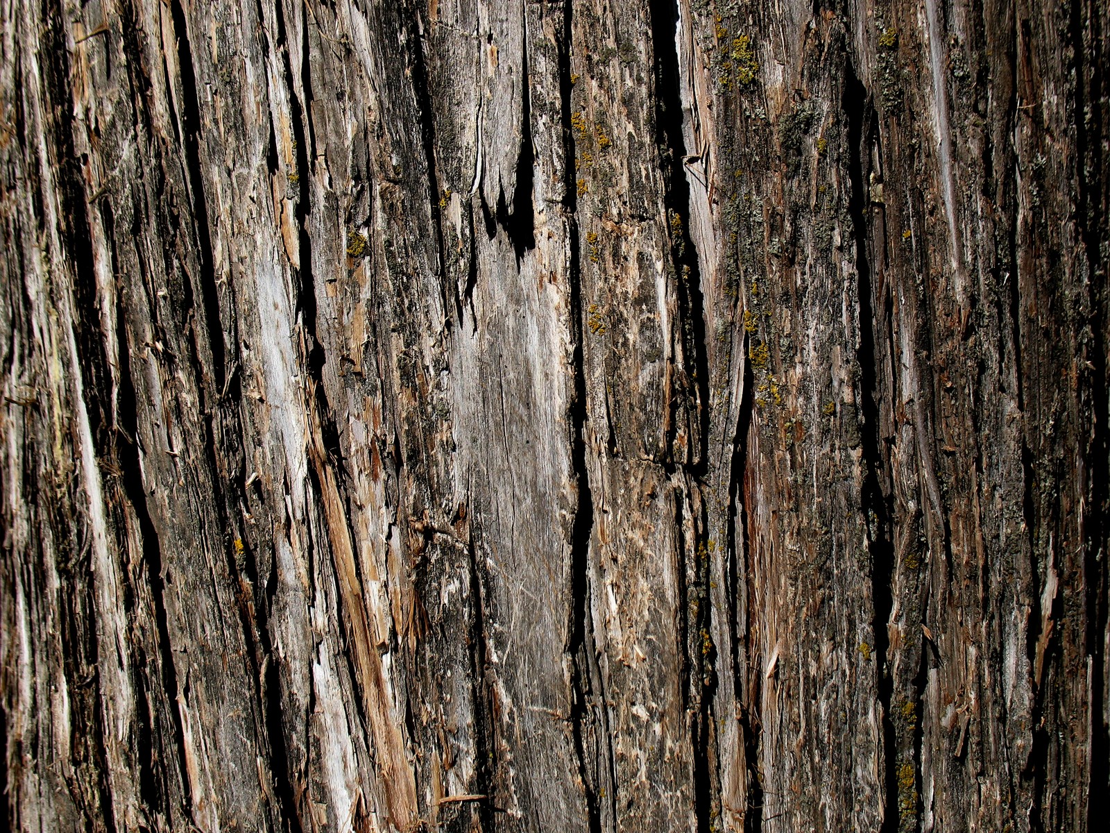 Un gros plan d'un tronc d'arbre avec une surface mousseuse (écorce, texture, arbre, bois, chêne)