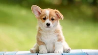 Adorável filhote de corgi peludo sentado alegremente em um jardim