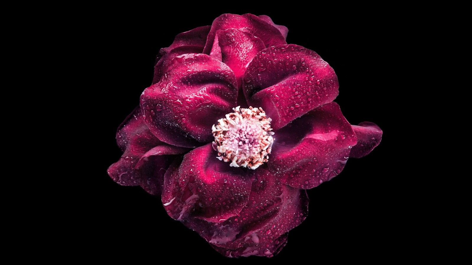 flower, maroon, black, purple, pink wallpaper